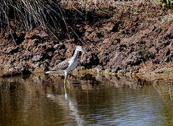 Common Greenshank