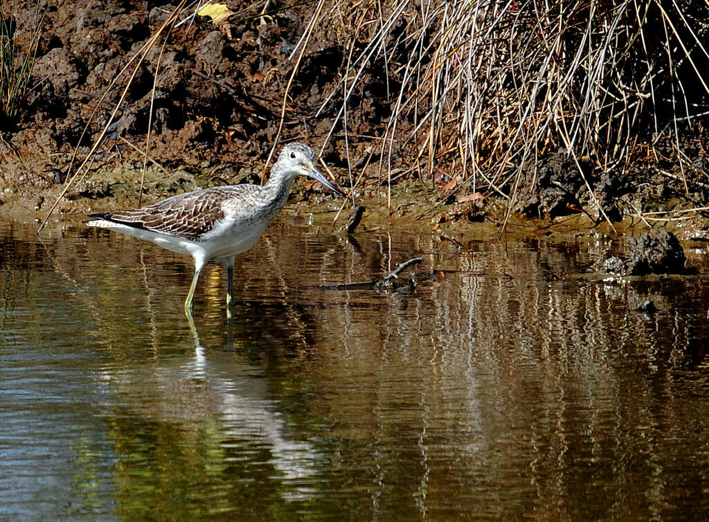 Common Greenshank