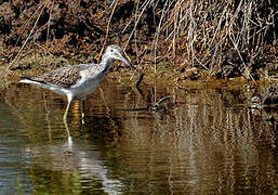 Common Greenshank