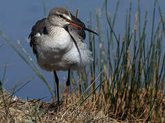 Spotted Redshank