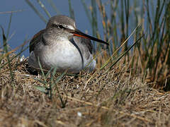 Spotted Redshank