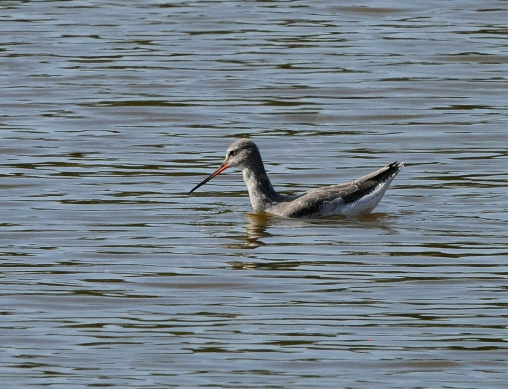 Chevalier arlequin