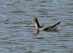 Spotted Redshank