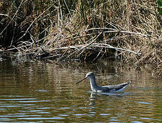 Spotted Redshank