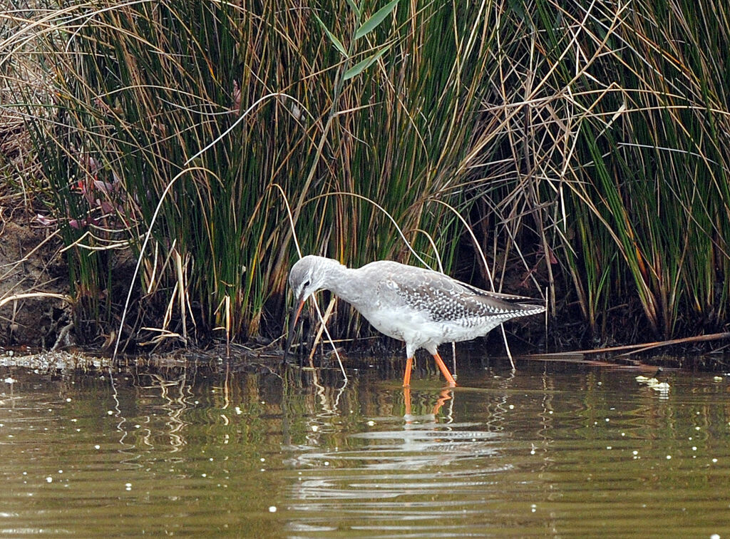 Spotted Redshank