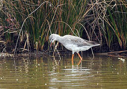 Spotted Redshank