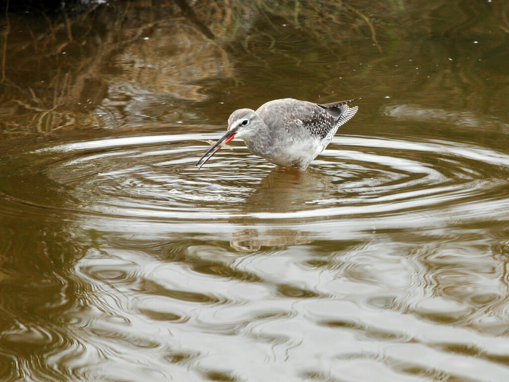 Spotted Redshank