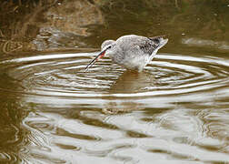 Spotted Redshank