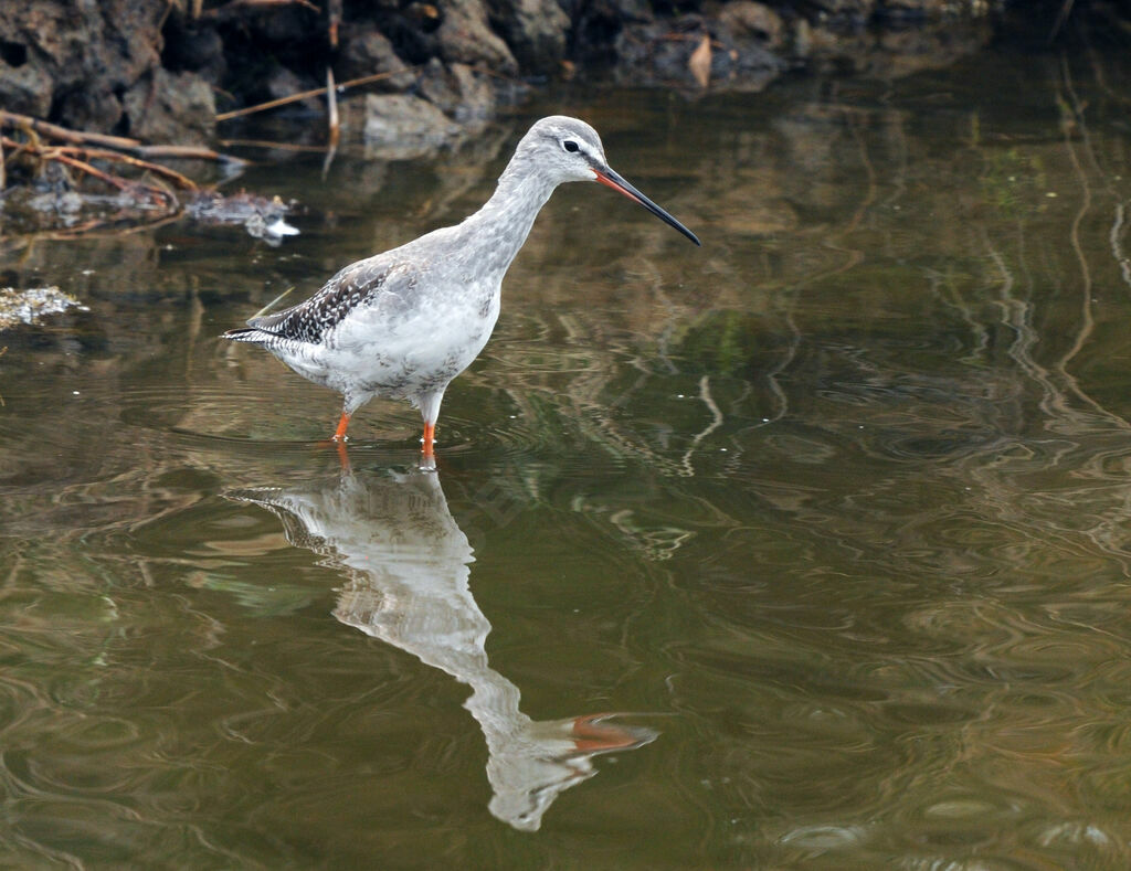 Spotted Redshank