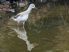 Spotted Redshank