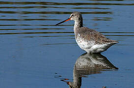 Spotted Redshank