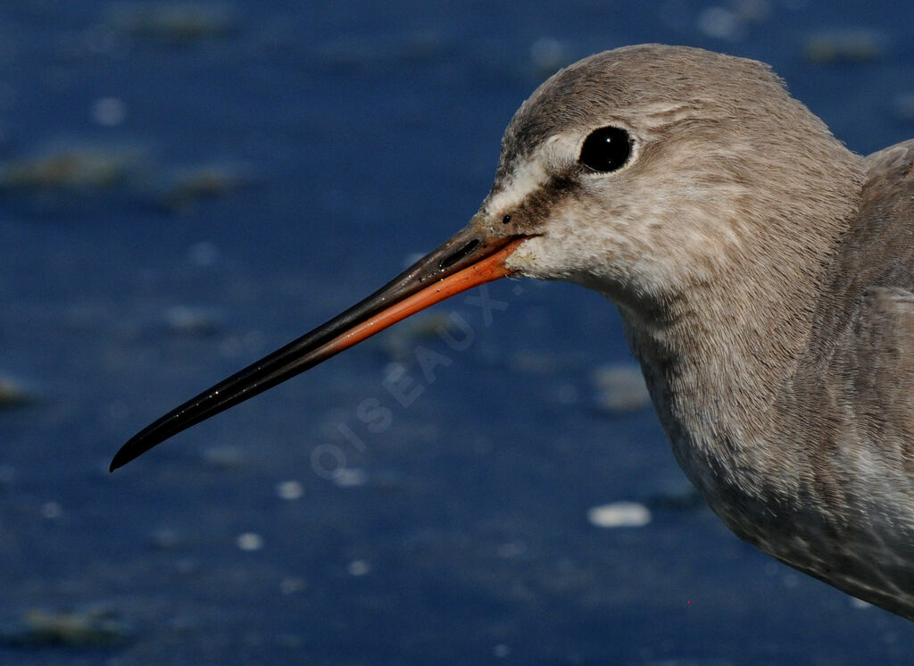 Spotted Redshank