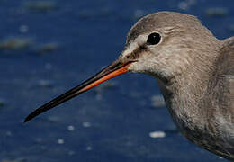 Spotted Redshank