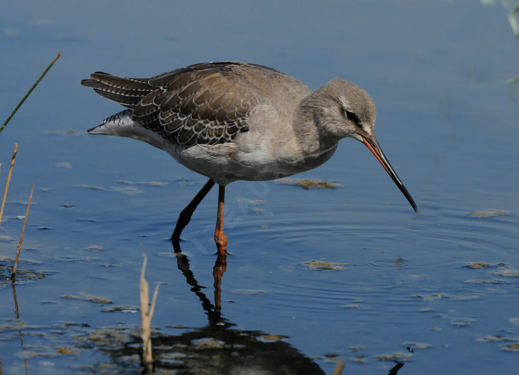 Spotted Redshank