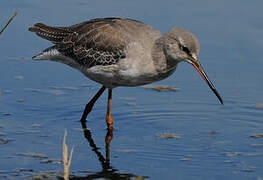 Spotted Redshank