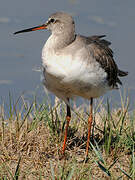 Spotted Redshank