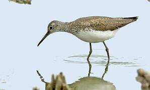 Green Sandpiper