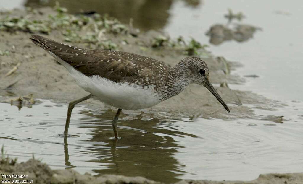 Green Sandpiperadult transition, identification