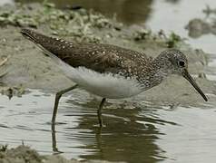 Green Sandpiper