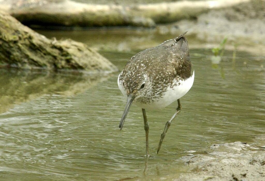 Green Sandpiper