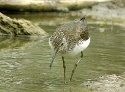 Green Sandpiper