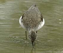 Green Sandpiper