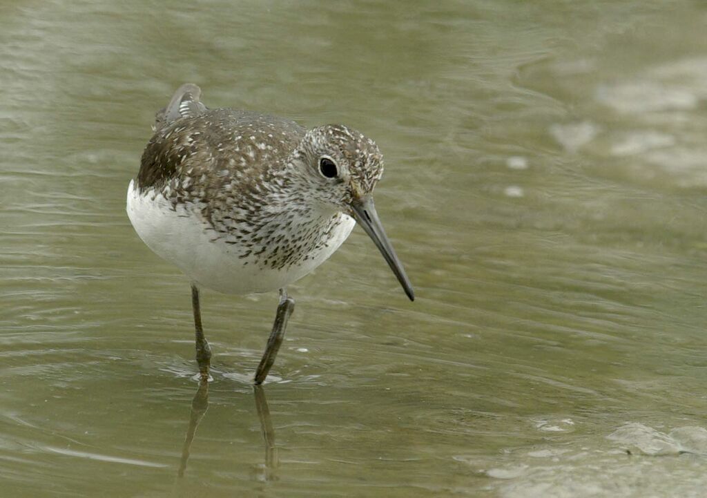 Green Sandpiper