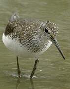 Green Sandpiper