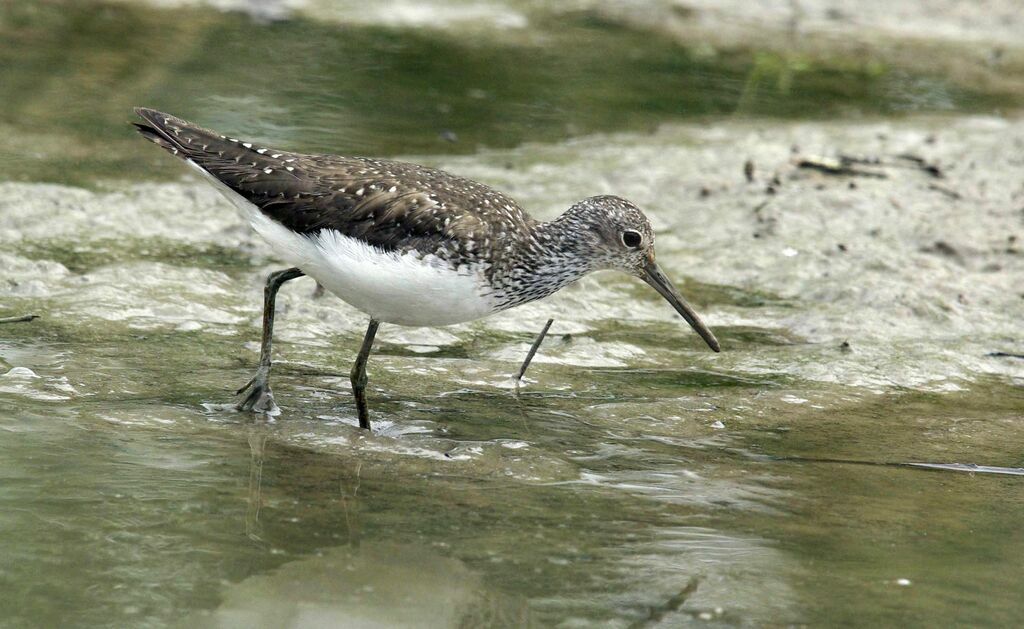 Green Sandpiper