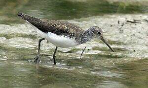 Green Sandpiper