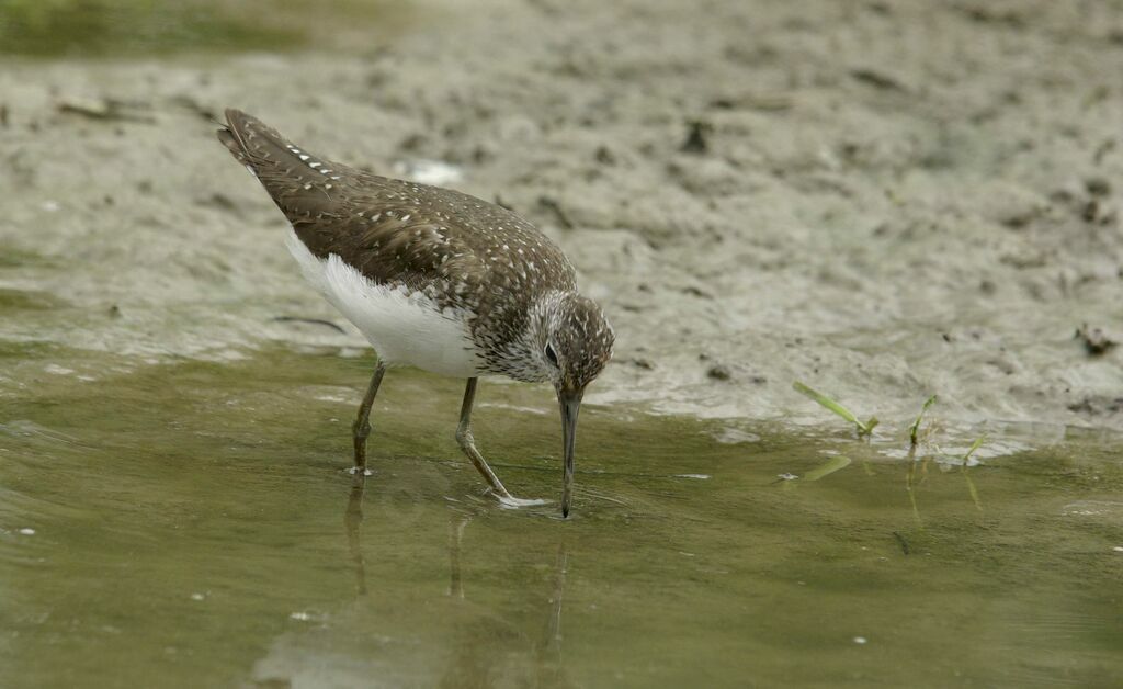 Green Sandpiper