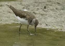 Green Sandpiper