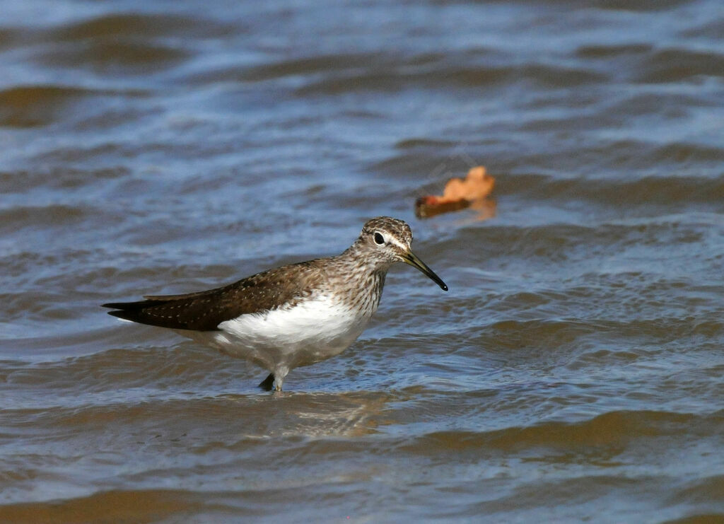 Green Sandpiper