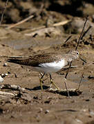 Green Sandpiper