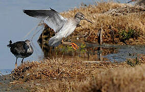 Common Redshank