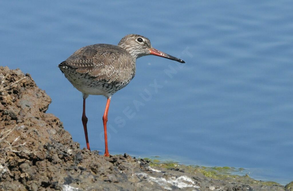 Common Redshank