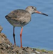 Common Redshank