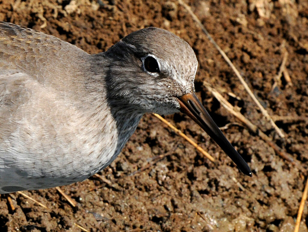 Common Redshank