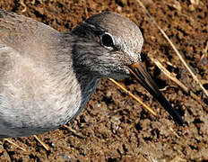 Common Redshank