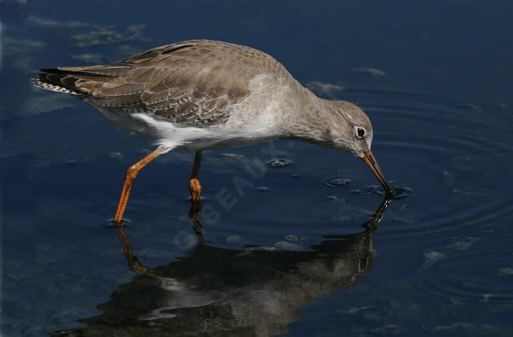 Common Redshank