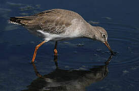 Common Redshank