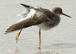 Common Redshank