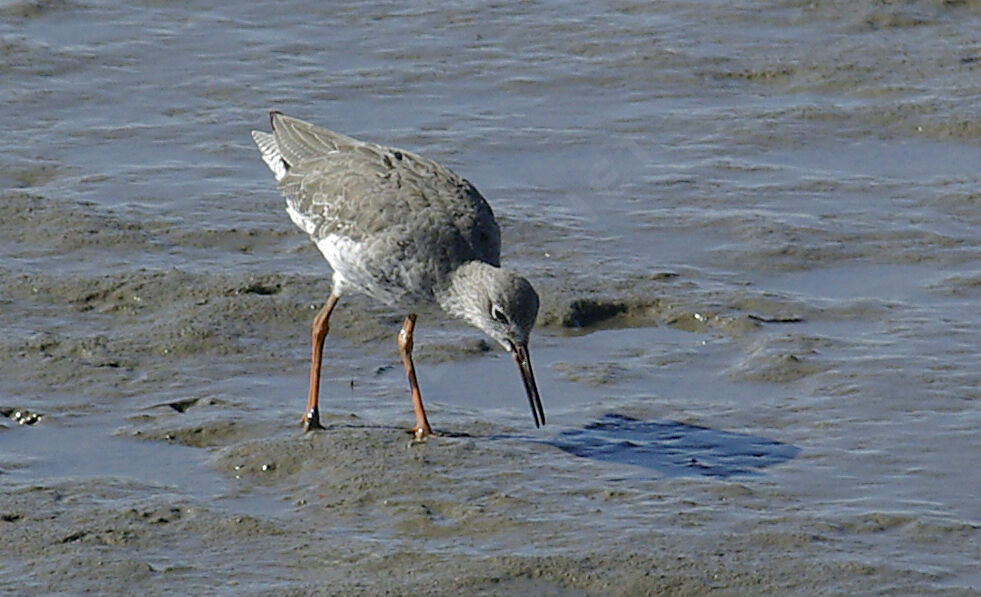 Common Redshank