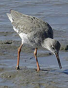 Common Redshank