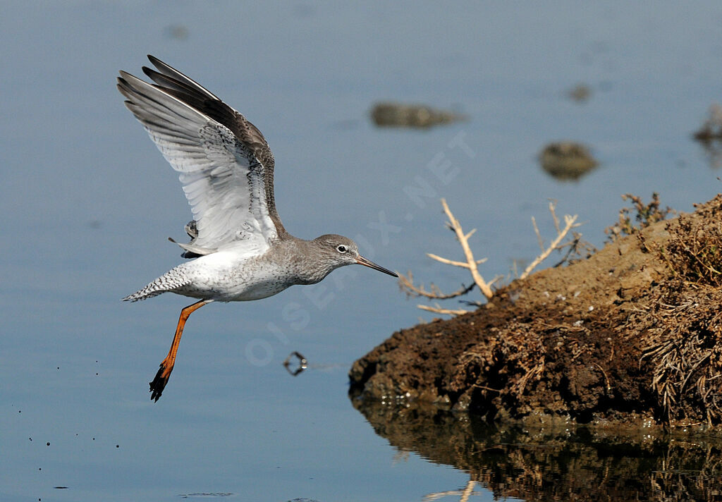 Common Redshank