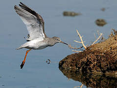 Common Redshank