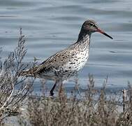 Common Redshank