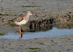 Common Redshank