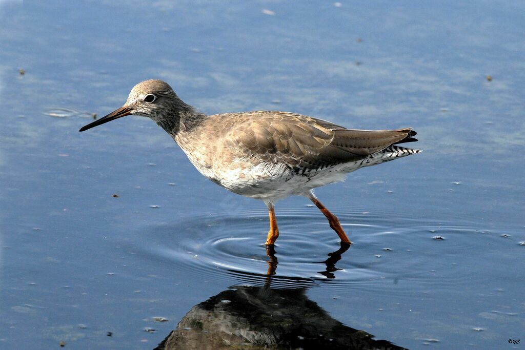 Common Redshank