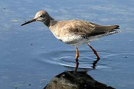 Common Redshank